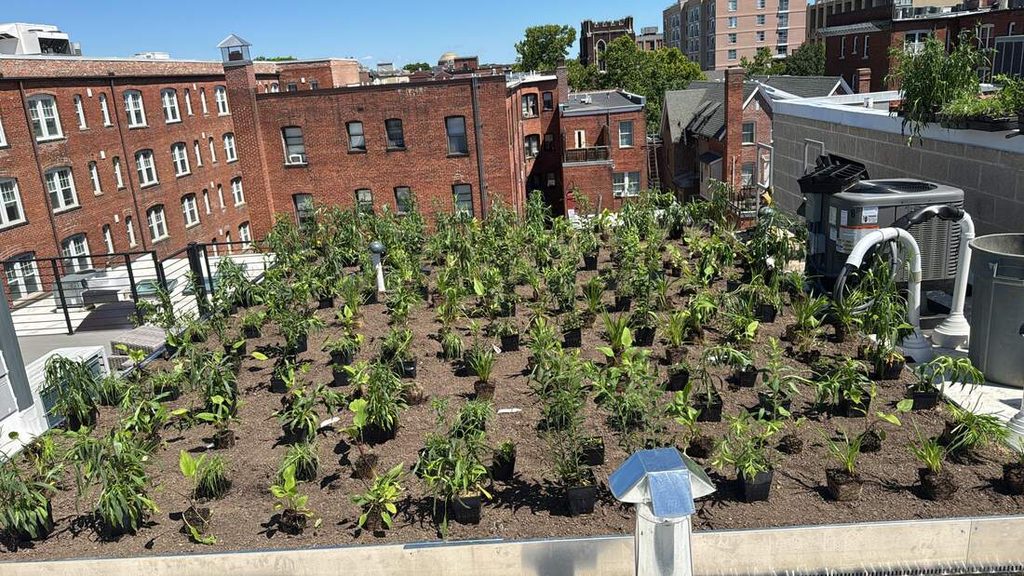 Native-planted green roof installed on a Washington, DC project for Green Area Ratio credit